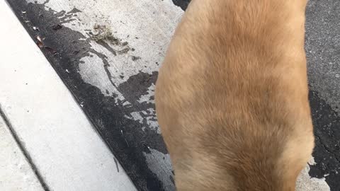 Dog chasing water