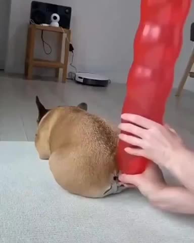 Funny dog pet lovers must watch😂😍