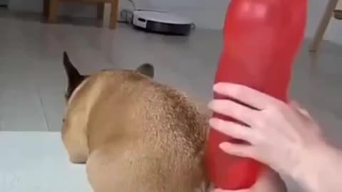 Funny dog pet lovers must watch😂😍