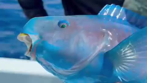 Blue Parrotfish