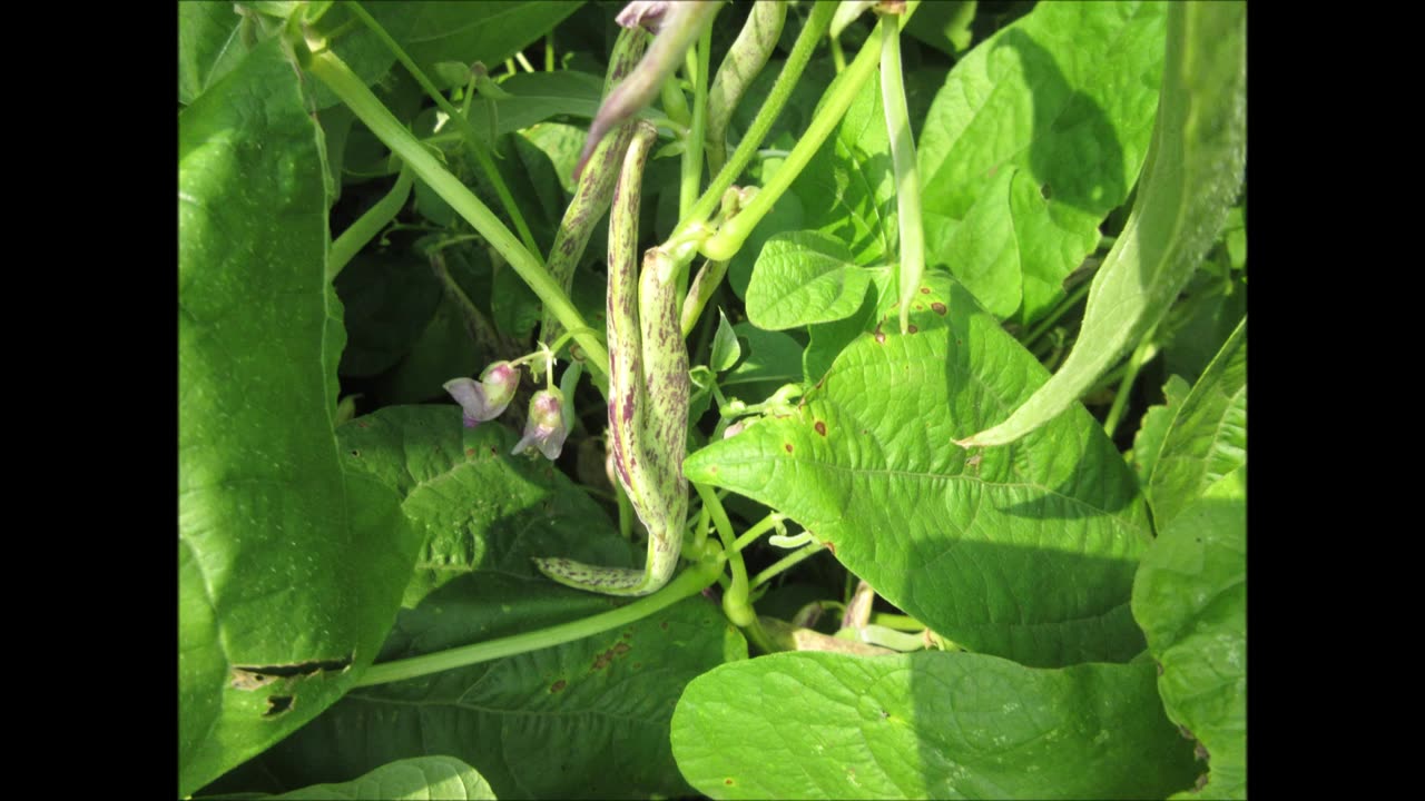 A Beautiful Bean Spotted Purple Beans Sept 2022