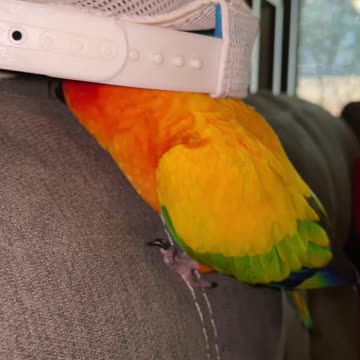 Parrot always up to trouble