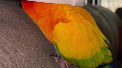 Parrot always up to trouble