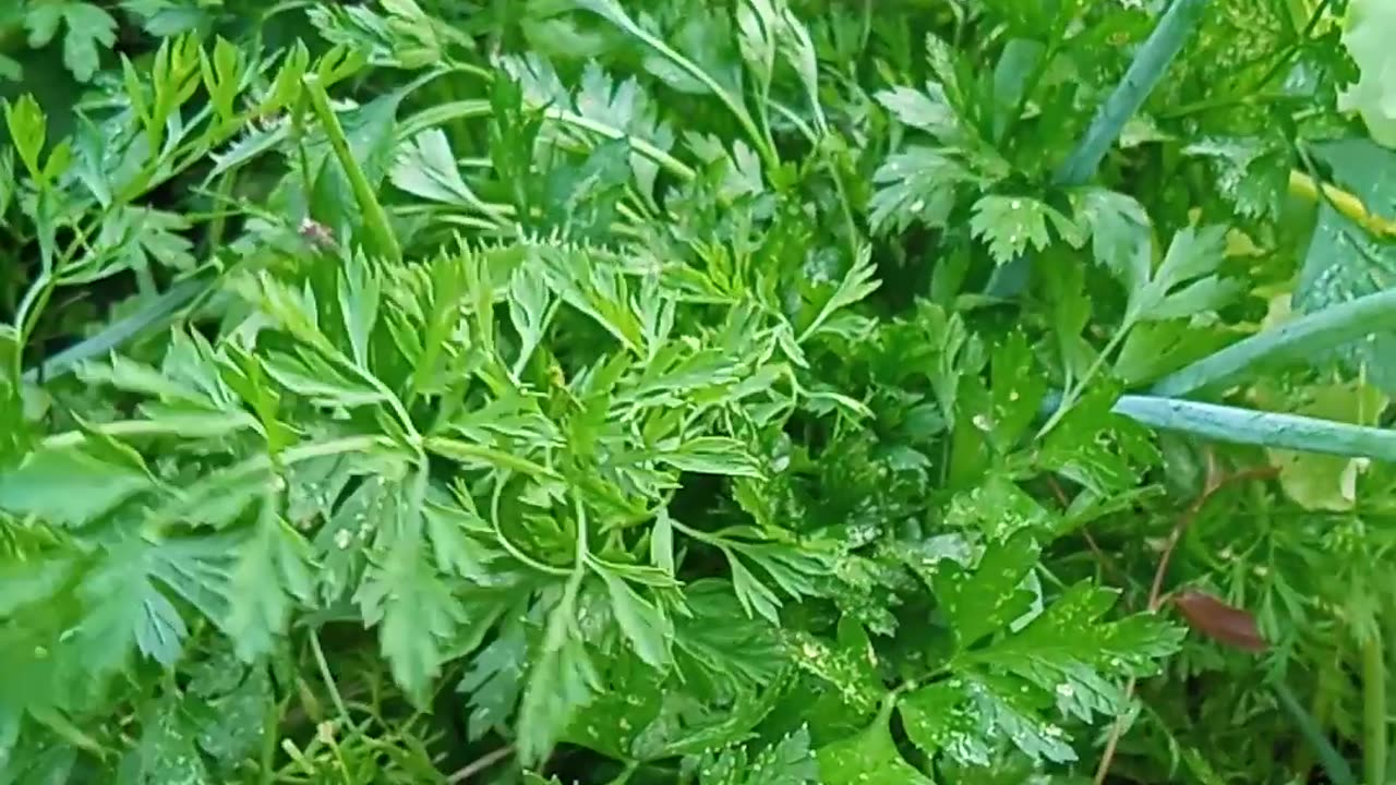 Spring Herb