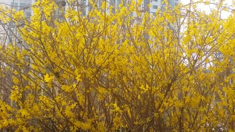 Forsythia flowers blooming in the flowerbed