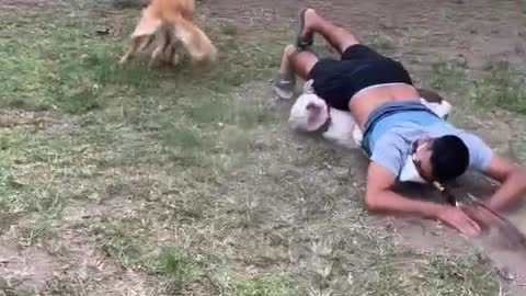 Dog fighting funny video 🤣🤣🤣