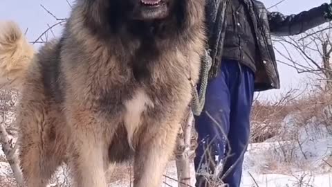 My dog is bigger than a man