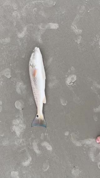 Redfish for dinner