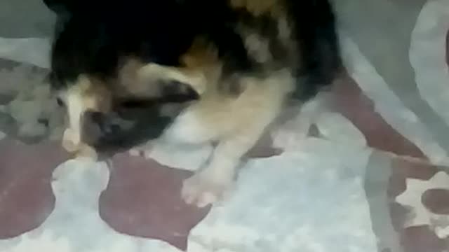 Baby cat crying want to mother and hanger