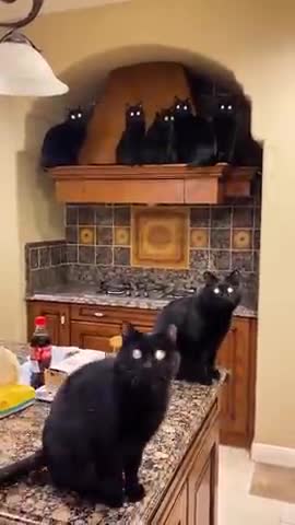 Watch the pets and their beauty 😍 😘