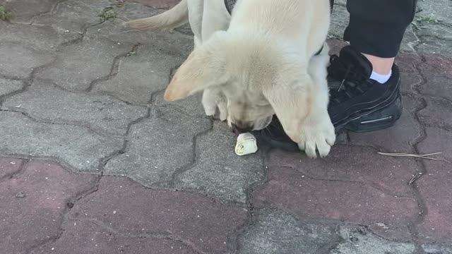 Little puppy Labrador Retriever fun party1