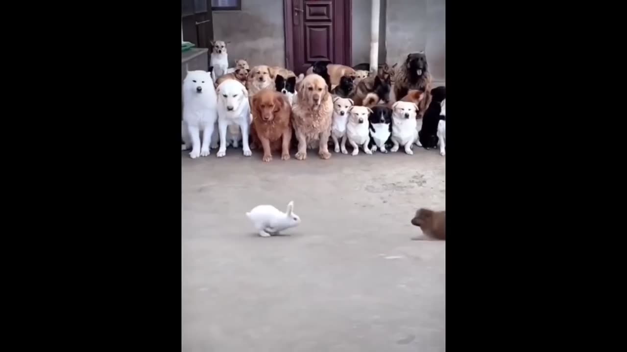 funny birds cats and dogs