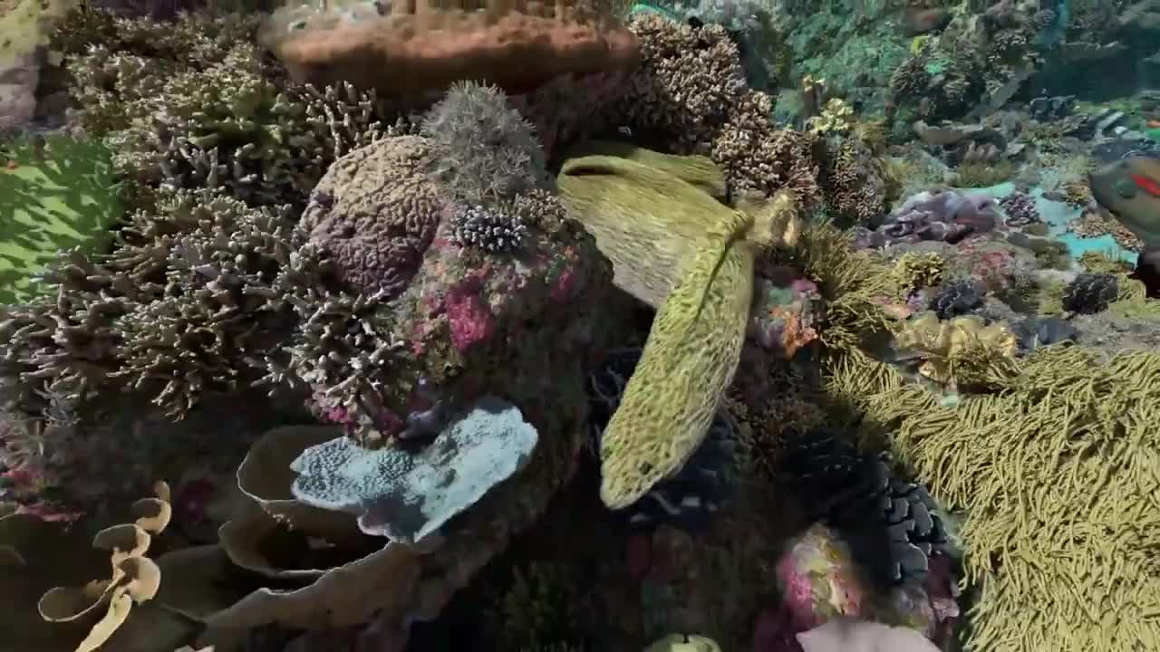 beautiful coral reef -look this amazing fish part – 3