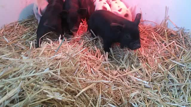 Baby Pigs....Less Than 1 Week Old