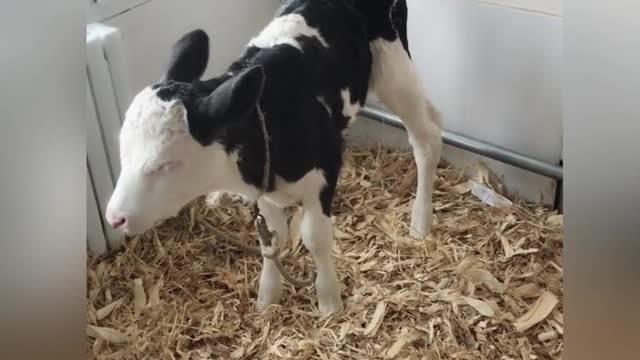 Adorable Fluffy Bois Meets Baby Cow