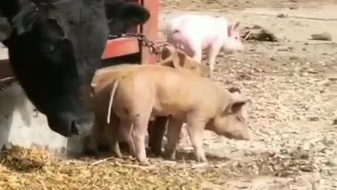 Baby Pig and Cow