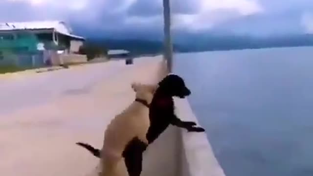 funny dogs