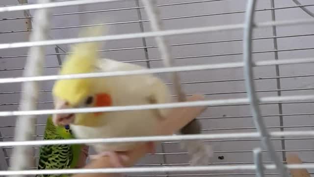 Pet Bird Parrot