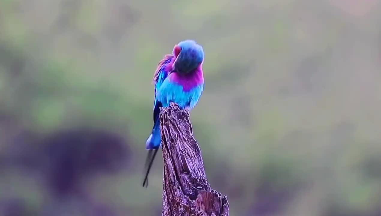 This bird is very rare in the world