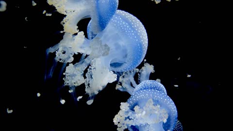 Beautiful Jellyfish