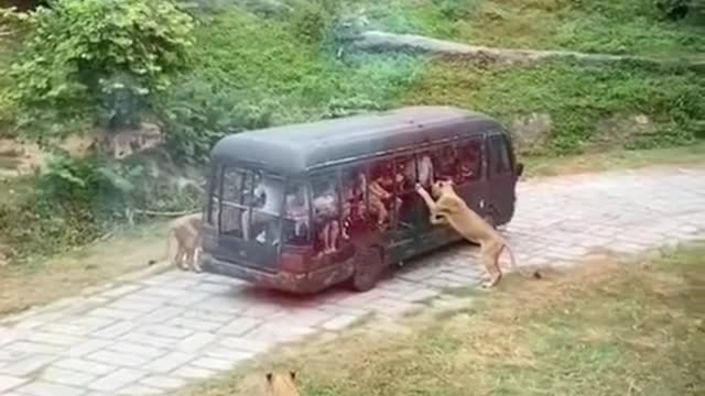 A group of lions attack a bus