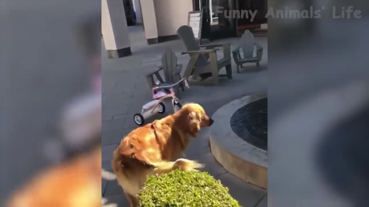 Best Funny Cats 😹 And Dogs 🐶 Of The Month -Try Not To Laugh Challenge 2020