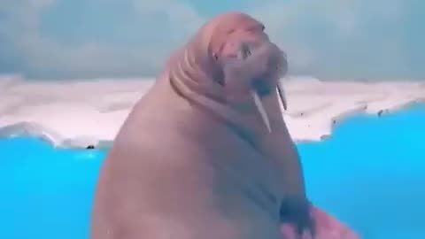 Walrus HUH?!