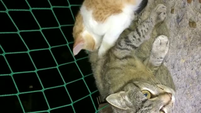 Katzenmutter und Katzenkind treffen sich wieder