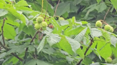 Lets talk about tree breeding #mockumentary #nature