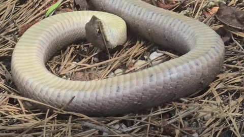 me and my buddies waitin for a Hognose snake to stop playin dead!!! so cool!!!