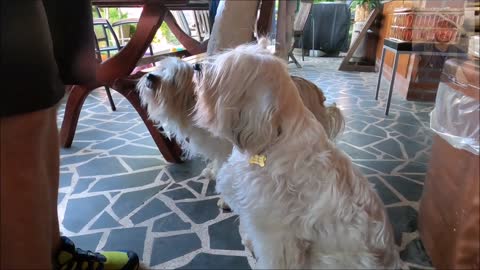 Close-Up View of Person Feeding Dogs (6)
