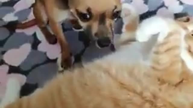 Jealous dog doesn't like cat receiving attention of his owner.