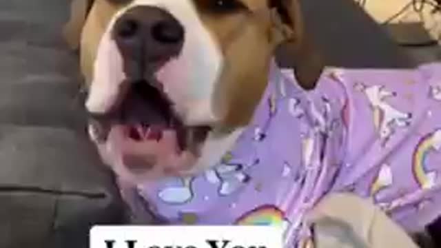 Funny and Cute DOG Videos Compilation 543