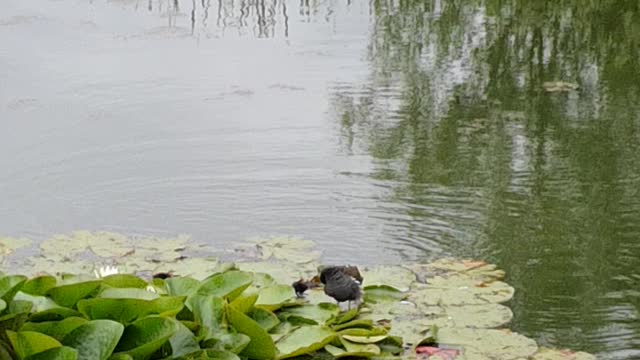 What bird is this ?