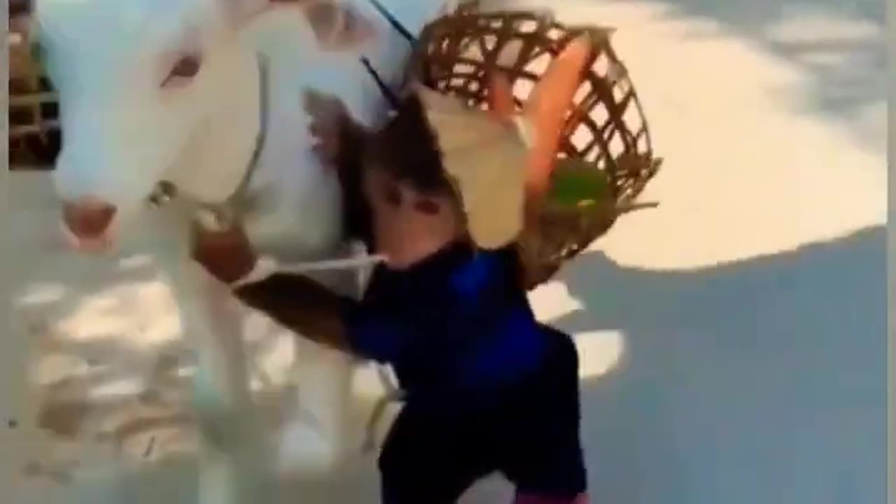 #funnymoments #animals #funny viral video compilation