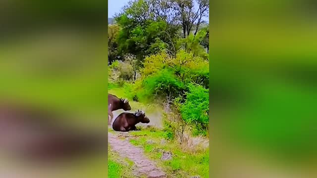 An angry bull tears apart the lioness