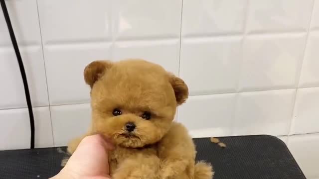 Little cutie Teddy