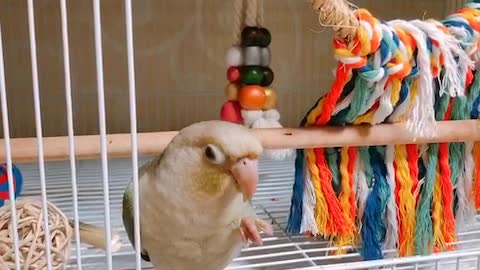 Cute parrot series 8