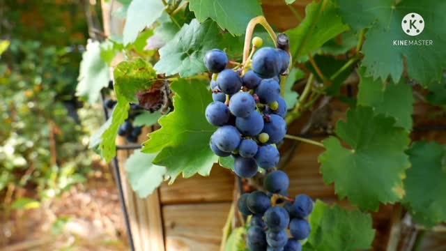 Blackberry angry, grapevine & pokeweed Berry