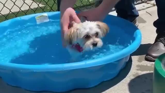 Cute dog to start up your day