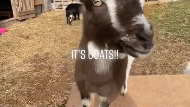 For my part, I really don't like goats!