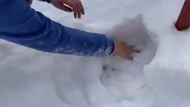 Cute animals Videos Compilation cutest moment of the animals - Cutest Puppies