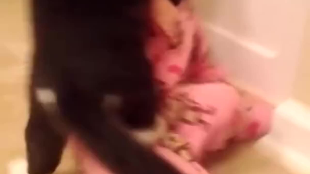 Cat Attacks Baby😭😭😭😭😭😭