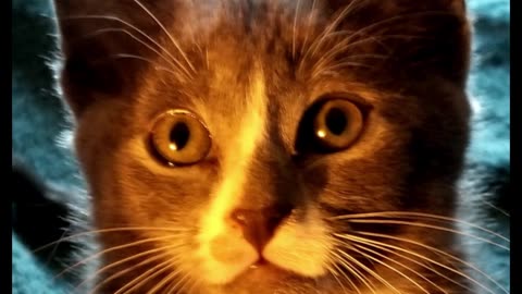 Cats Cats Cats