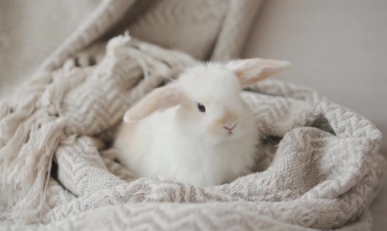 the cutest bunny