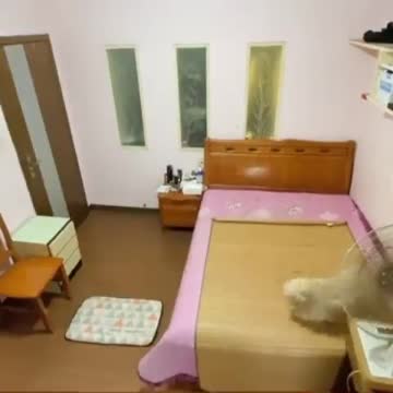 Smarts dog bedtime routine, cute