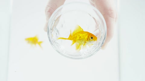 Fish in a glass