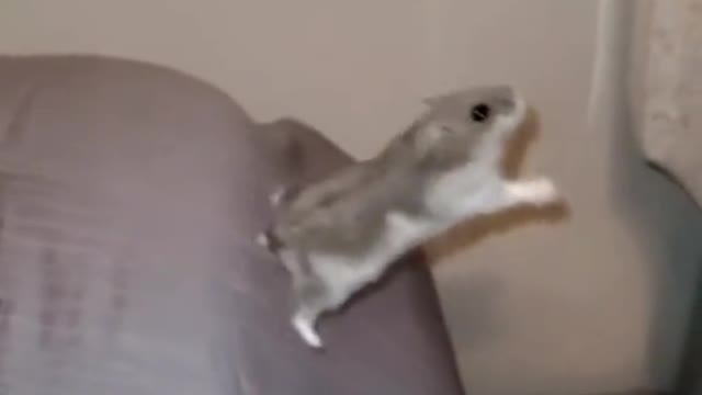 Cute Funny Animal Compilation part#4