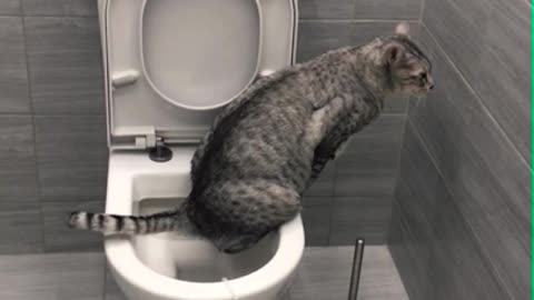 Cat on the board