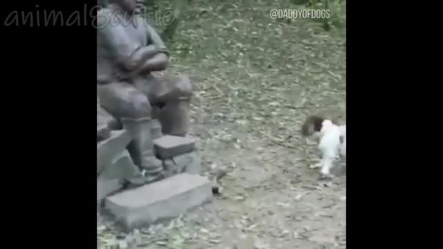 Funny Animal Videos #16